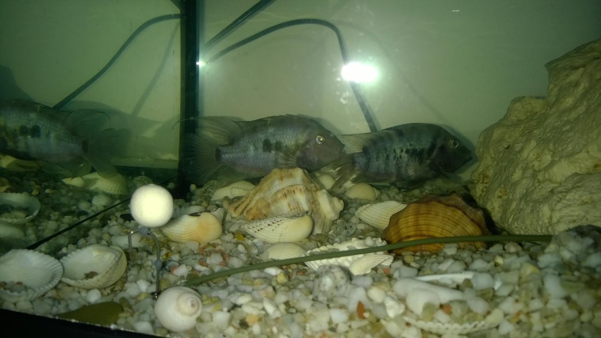 Pregatiri Carpbook ed.II - montura 360...cu pestii mei pe fundal :)